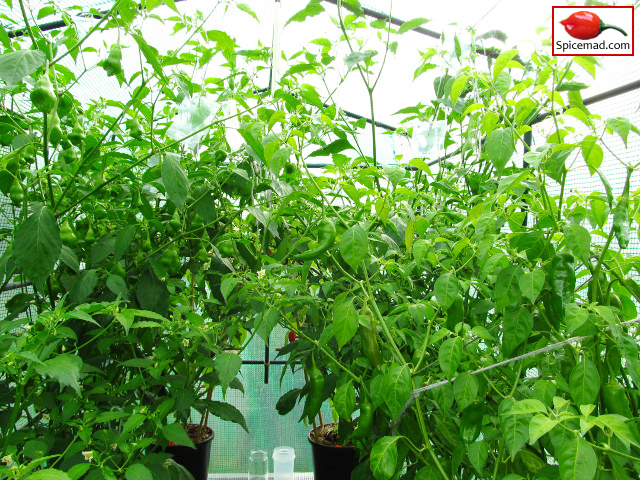 Chilli Plants in the Greenhouse - 24th August 2014