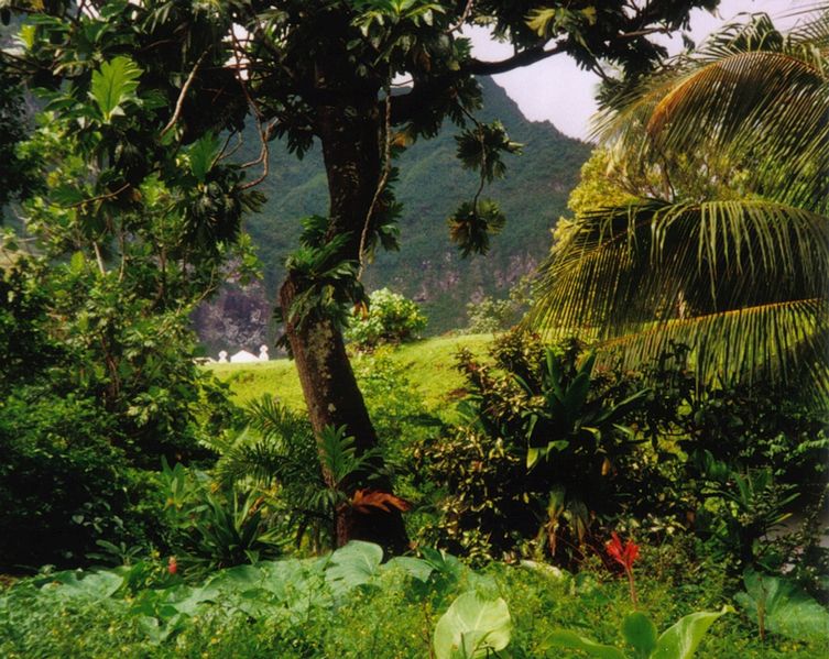 19+ Gambar Pikat Ayam Hutan Yang Bagus