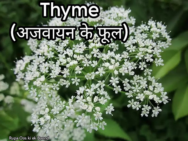 Thyme (अजवायन के फूल)