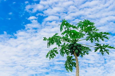 Puno ng Papaya