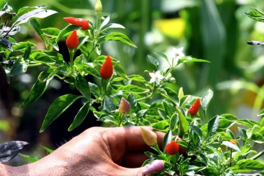 Petua Menyimpan Rempah Ratus dan Bahan Masakan Untuk Tahan Lama