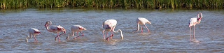 flamencos