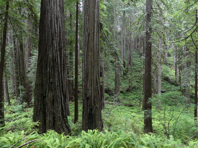 big trees along little creek