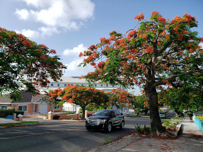 Blooming poinciana trees lining both sides of street