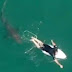 VIDEO: Un surfista recibe la visita de un gran tiburón blanco y se salva de morir atacado