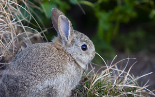 Cute Rabbit Wallpaper