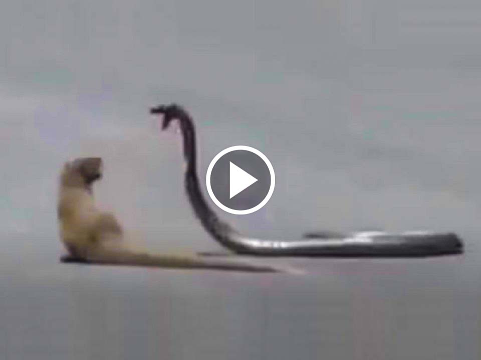  fight between Snake and Mongoose on the road