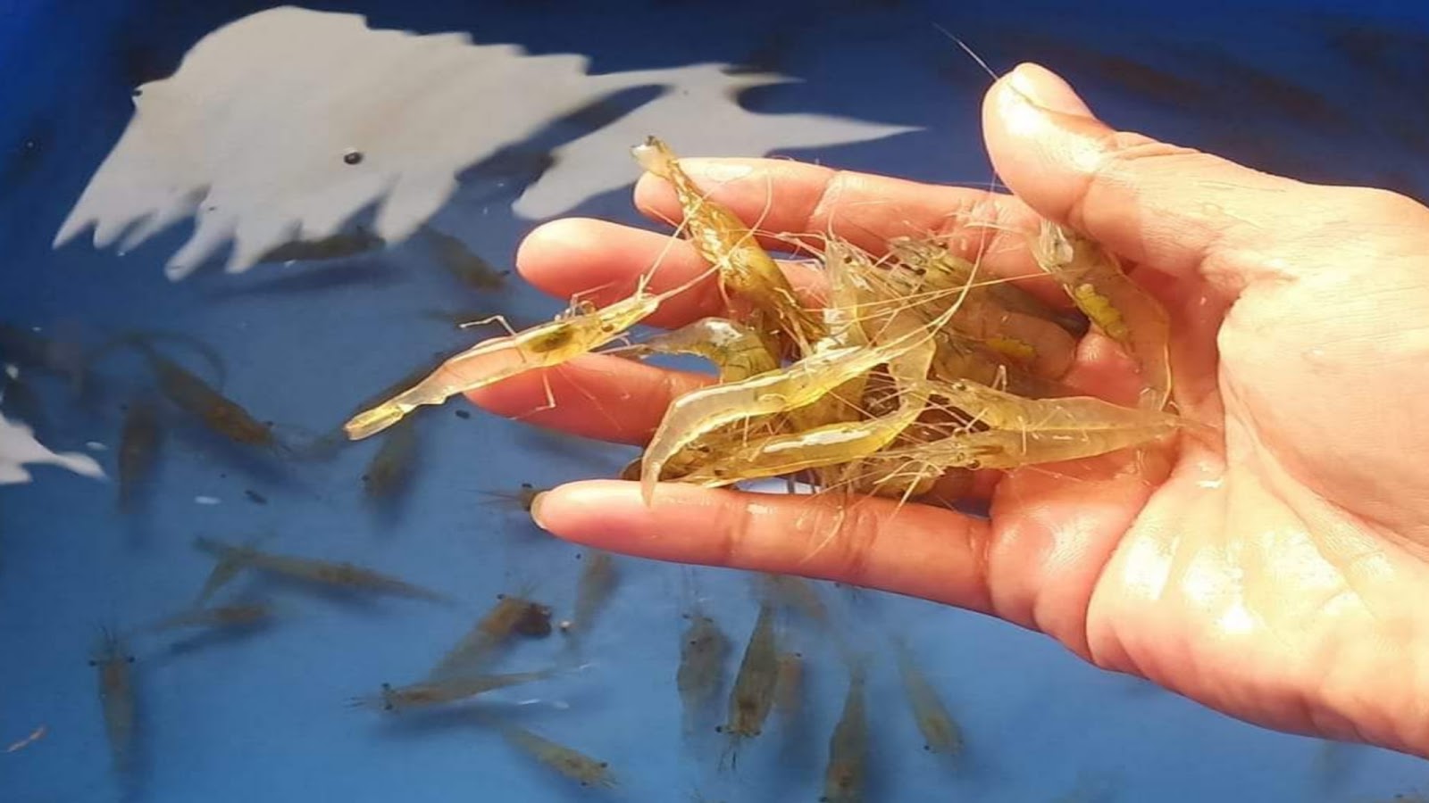 cara mencari udang di kolam untuk umpan mancing