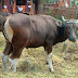 SAPI BALI DENGAN BERAT 251 - 300 KG