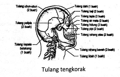 22+ Inilah Jin Duduk Atas Bahu Manusia