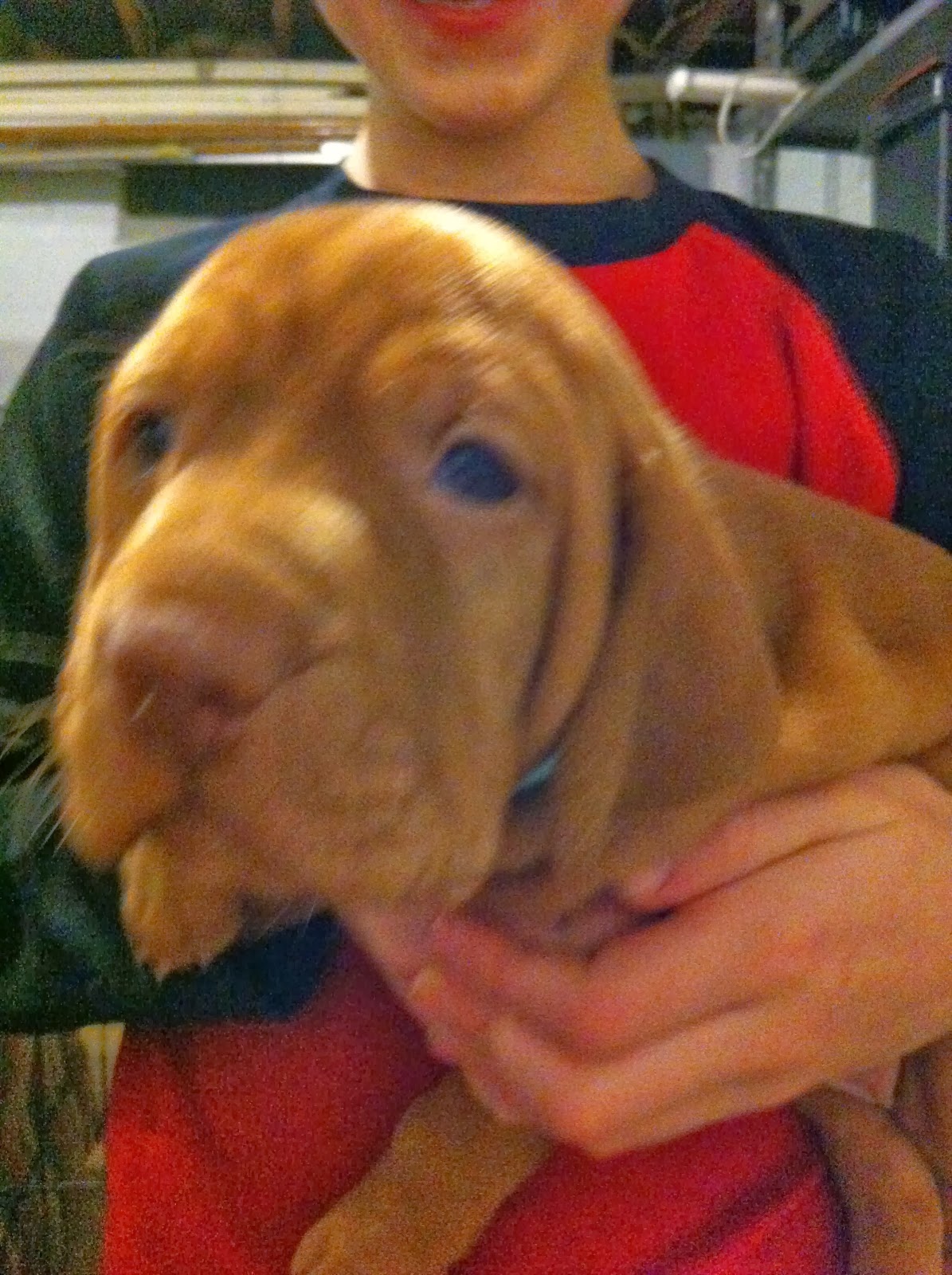 NOVA Running Club: Vizsla Puppies for Sale