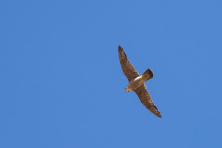 Peregrine Falcon at Spata fields