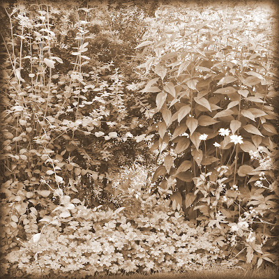 black and white photo of foliage