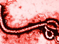 Penyakit Ebola Mengancam Warga Dunia