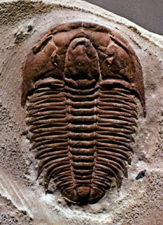 Trilobites are another example of our Creator's ingenuity, and are frustrating to evolutionists. Here, we learn that they had amazingly complex optical structures.