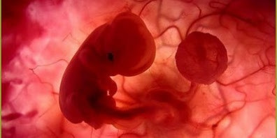 Embriologia y embrion