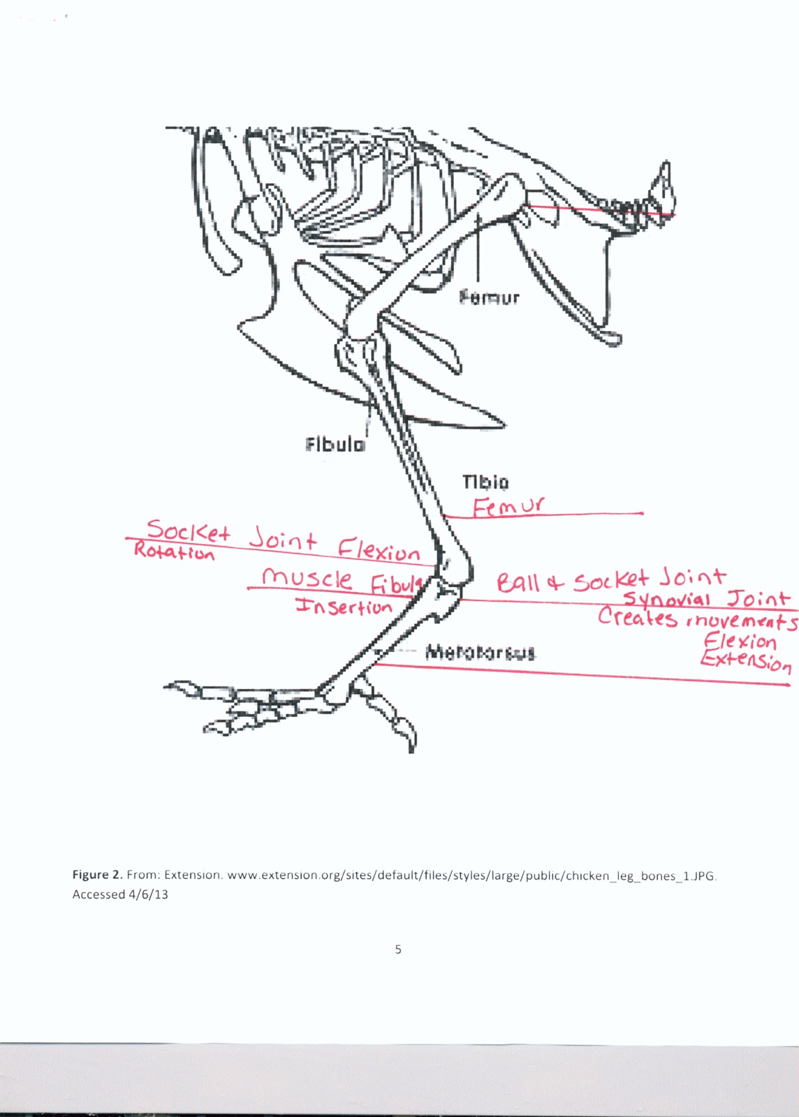How to prepare baked chicken legs and thighs aka chicken leg quarters. Rebecca: Chicken Leg Dissection