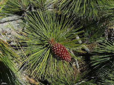 Pinus jeffreyi - Jeffrey Pine care and cultivation