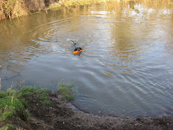 Water dog