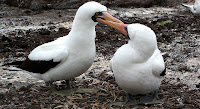 Nazca Boobies in mating dance Galapagos Islands