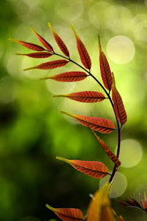 leaves on bokeh background