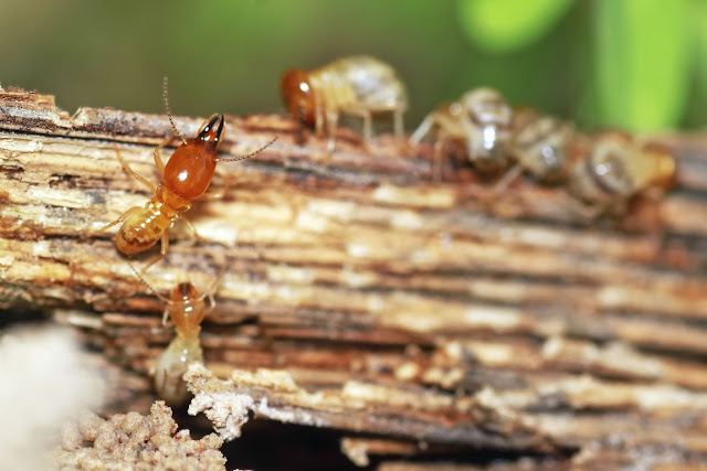 PREVENCIÓN DE PLAGAS EN LA MADERA