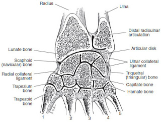 Wrist Fracture Case File