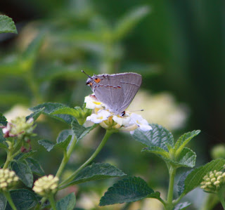 Vivero Growers Nursery Austin