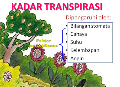 faktor yang mempengaruhi kadar transpirasi