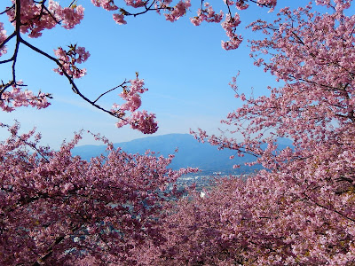 河津桜と菜の花と富士 松田町西平畑公園 まつだ桜まつり21
