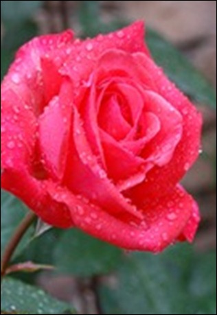 DSC_7001_thumb1