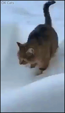 Funny Cat GIF • Poor cat slowly walking in the snow and suddenly  falls in a CREVASSE! [ok-cats.com]
