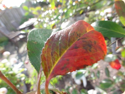 Aronia