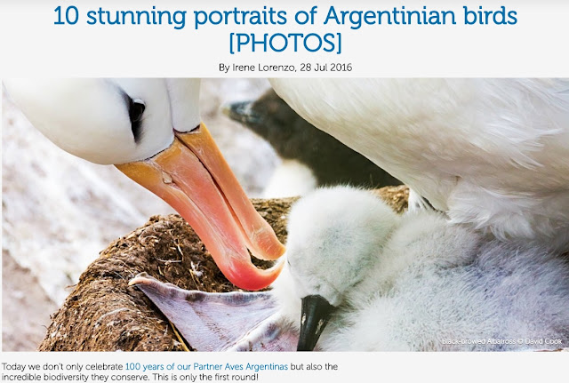 Avistaje en Salta, Argentina. Birdwatching y fotografía de Juan Carlos Gorrini.