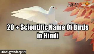 Scientific Name Of Birds