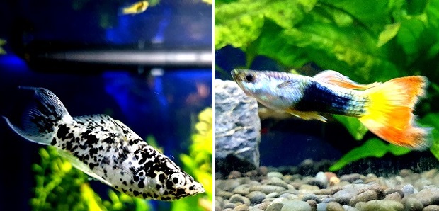 What Fish Can Crossbreed With Mollies & Guppies?