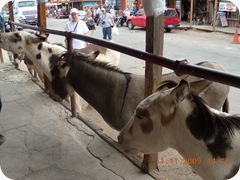 DSCN1532