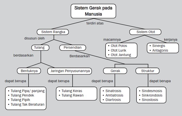 Sistem Gerak Pada Manusia  Berpendidikan