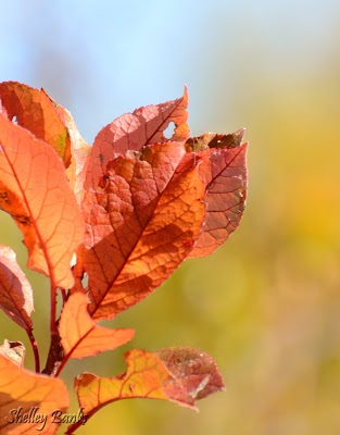 Autumn leaves - photo by Shelley Banks