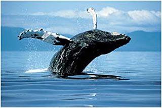 Pictures of Antarctic Humpback Whale