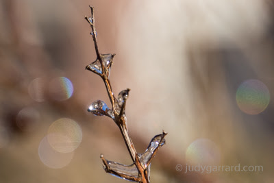 Branch coated in ice