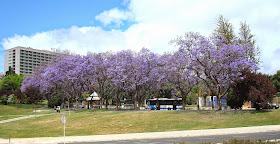 Jacaranda Trees, Lisboa, Portugal