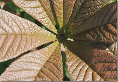 27-leaves