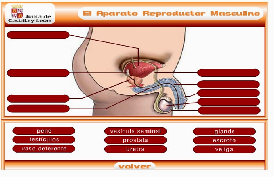 http://www.educa.jcyl.es/educacyl/cm/gallery/Recursos%20Infinity/juegos_jcyl/cuerpo_rep/ap_reproductor_masc_plus.html