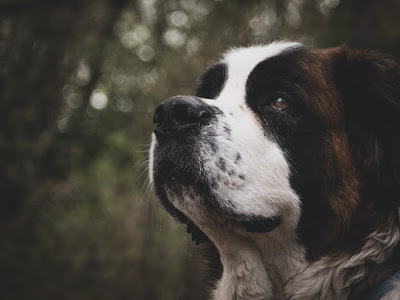 A close up photo of the side of a St. Bernard