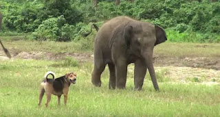 Una elefante y una perra