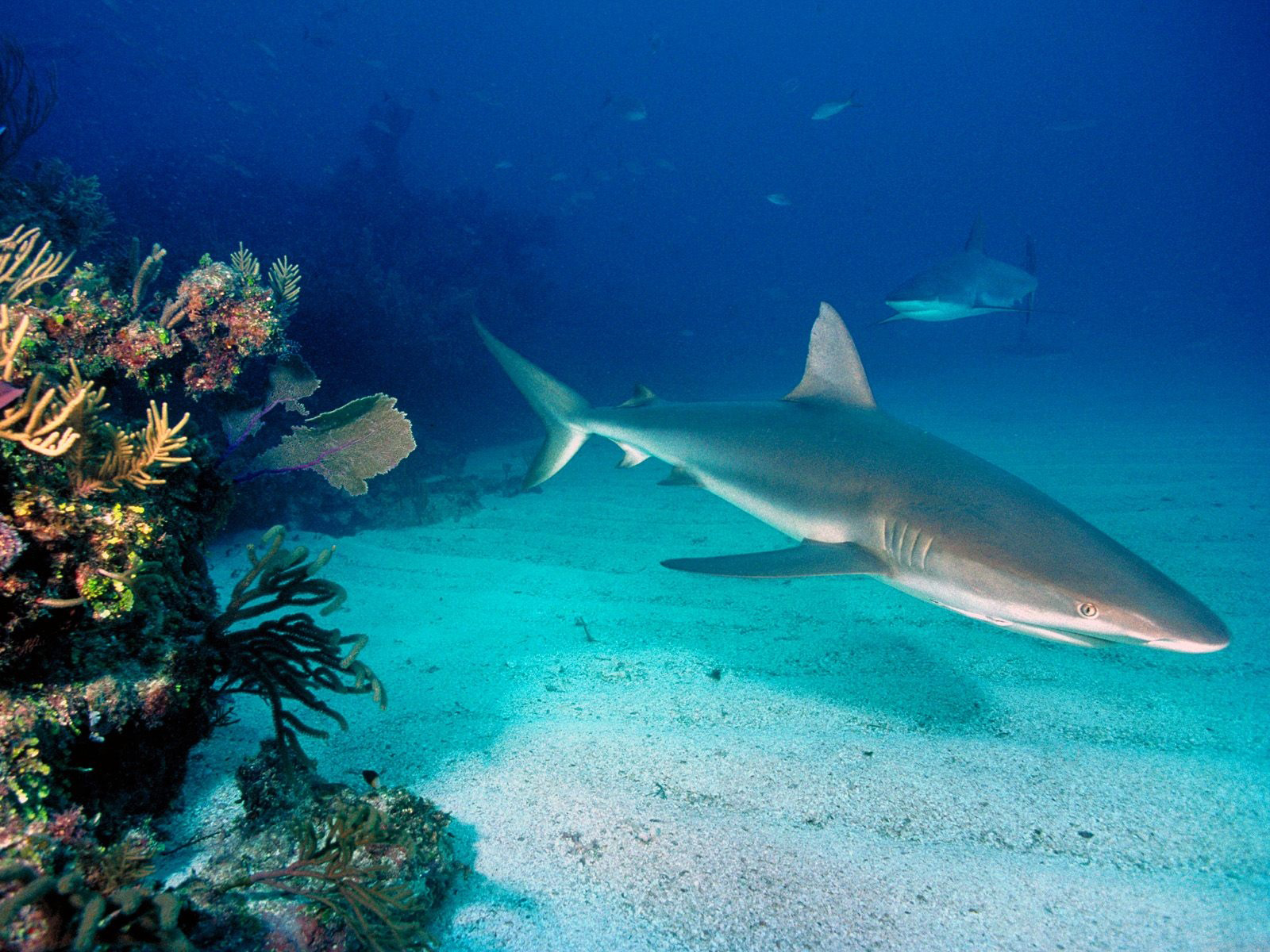 gambar dunia bawah laut, dunia air, gambar ikan, ubur-ubur