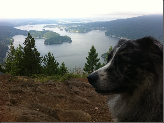 Mojo on Diez Vistas Trail