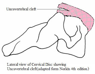 Intervertebral Disc | A Brief Introduction 