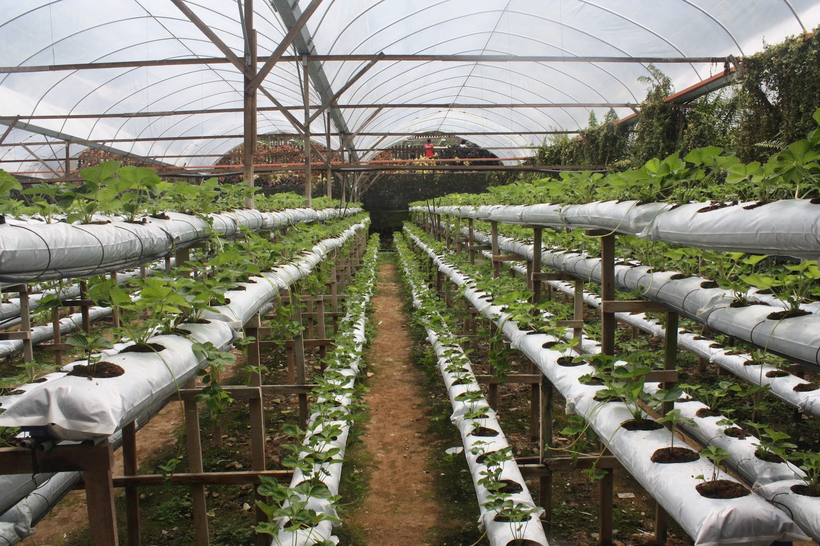 jalanjalan: Genting Strawberry Farm, Pahang